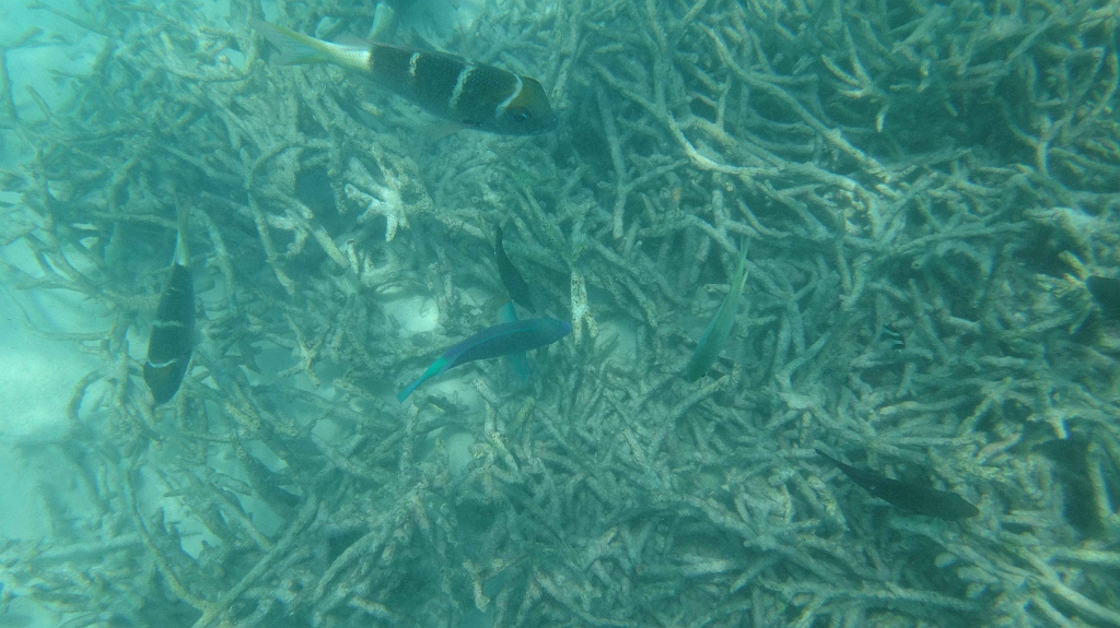 Maldive2018-185.jpg