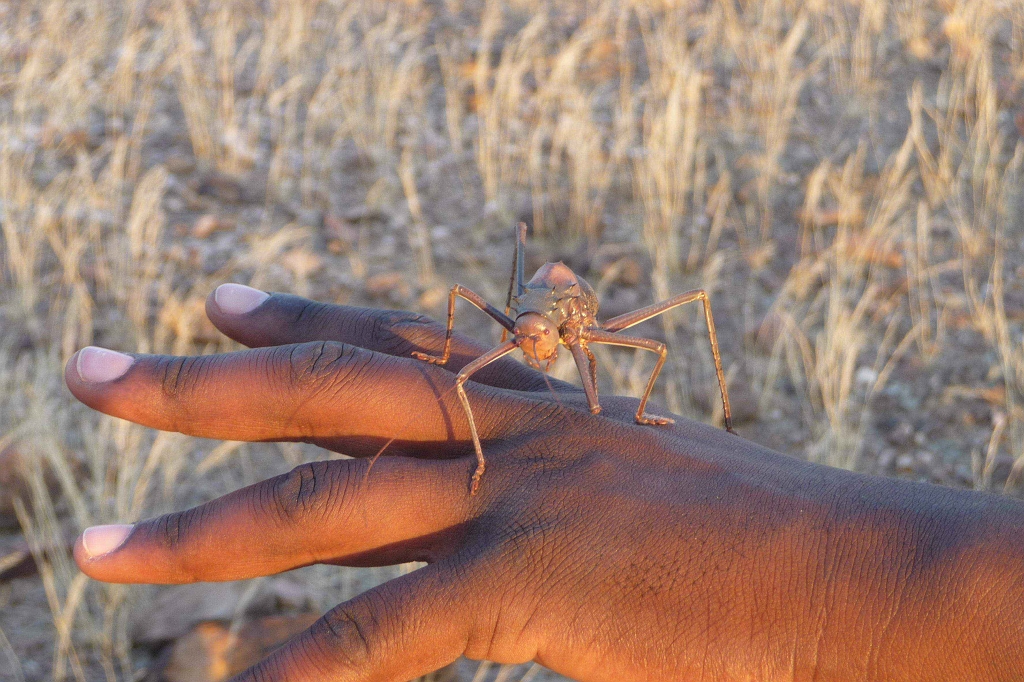 Namibia_2014-1720.jpg