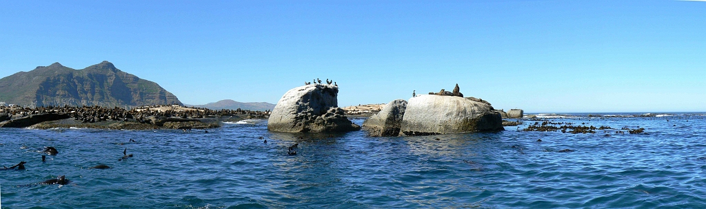 seals-1.jpg